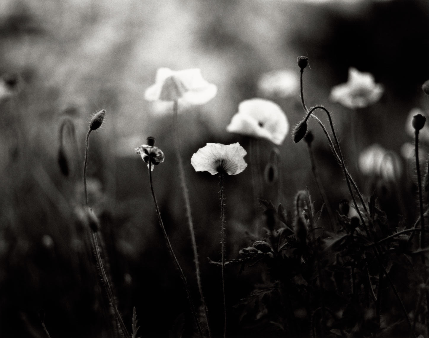 David Lebe; Shirley Poppies, 1997, garden black and white photograph 