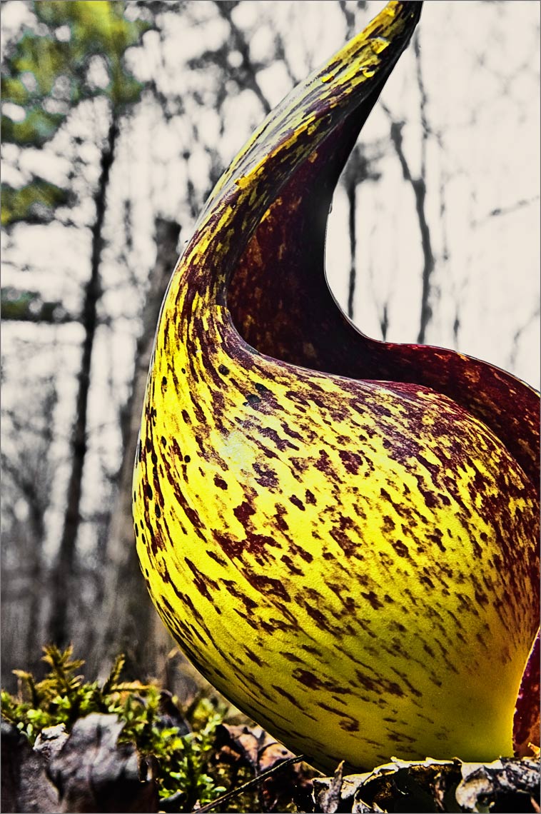 David Lebe; Skunk Cabbage Bloom, 2007, color photograph