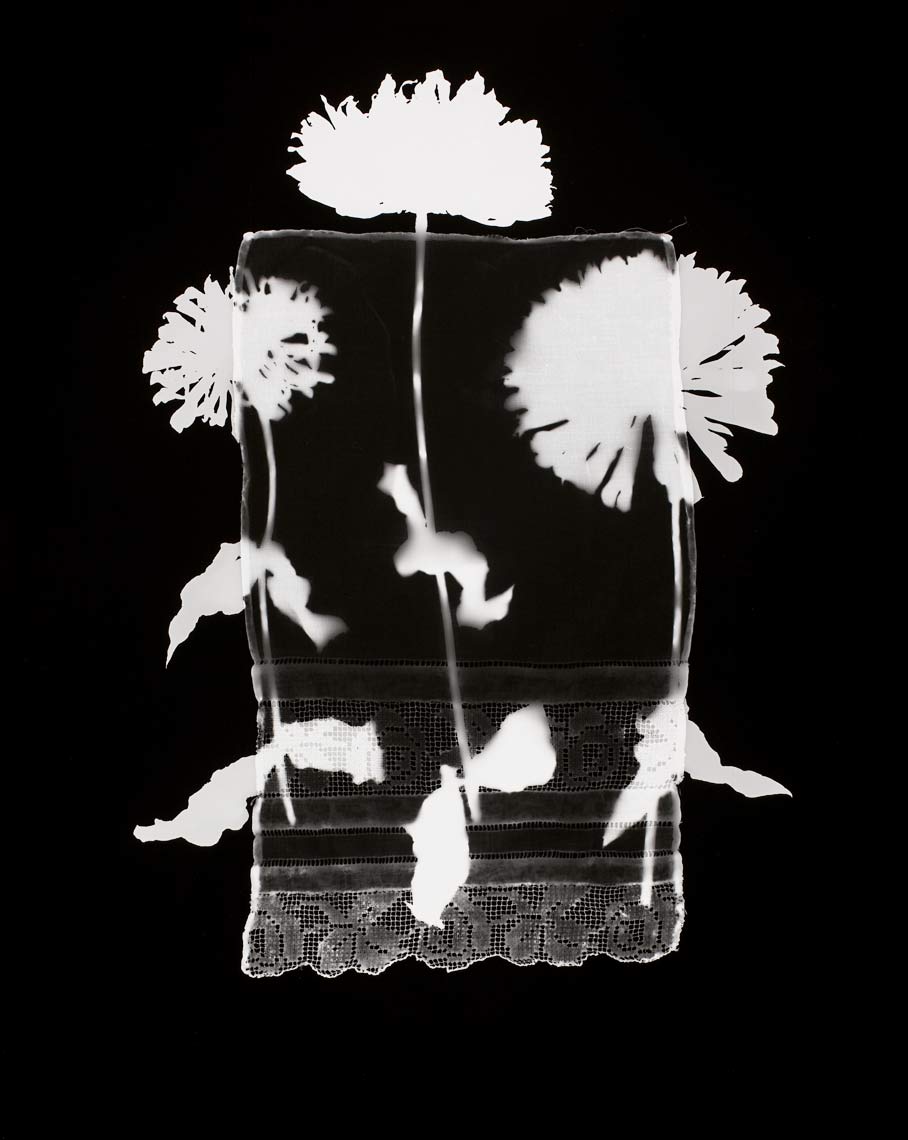 David Lebe; Specimen 14, 1978, black and white photogram
