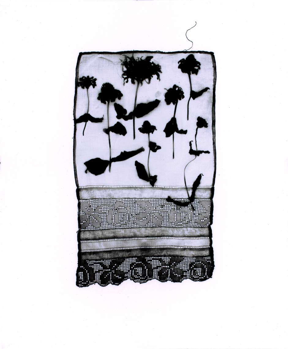 David Lebe; Specimen 15v1, 1978-2011, digitally altered photogram