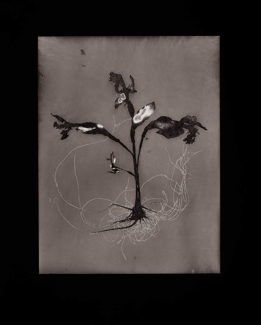 David Lebe; Specimen 17, 1979, black and white photogram