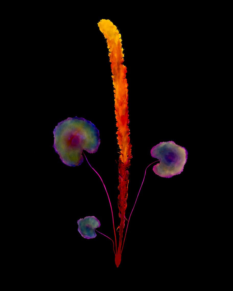 Specimen-20vD-1980-2013
