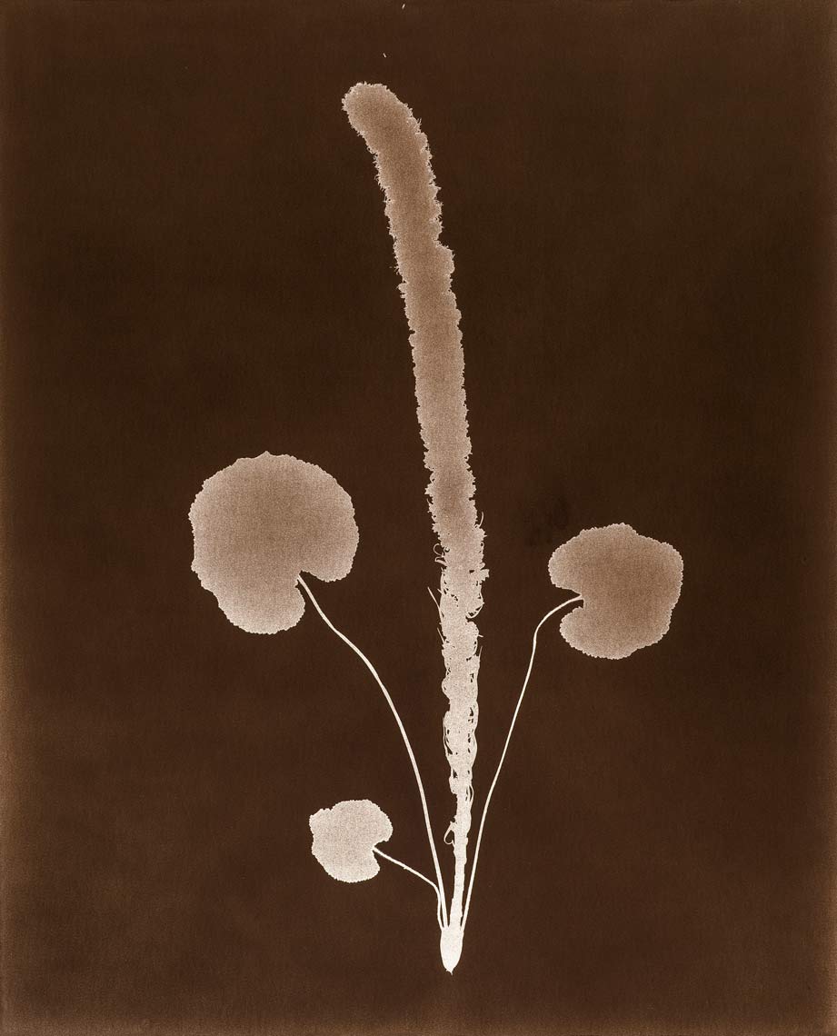 David Lebe; Specimen 21 1980,black and white photogram