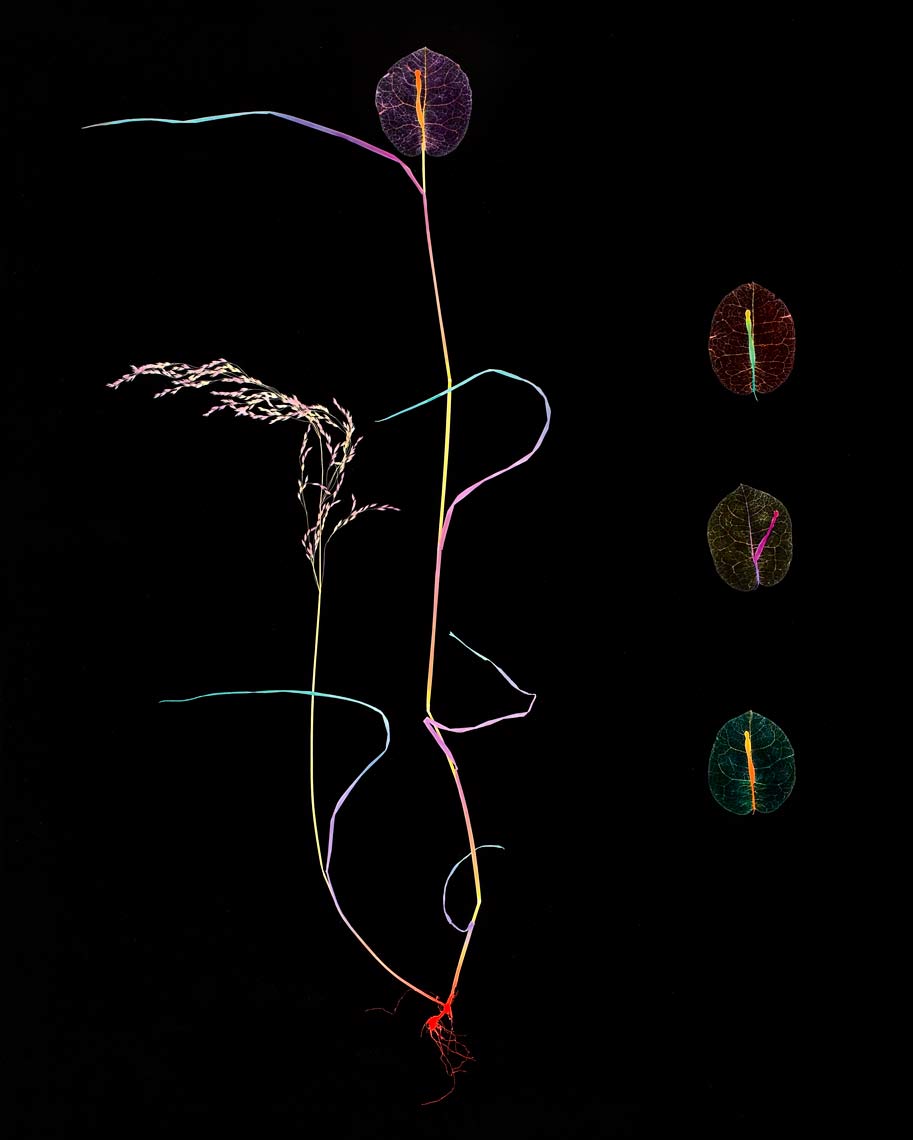 David Lebe; Specimen 4A, 1981, hand colored photogram