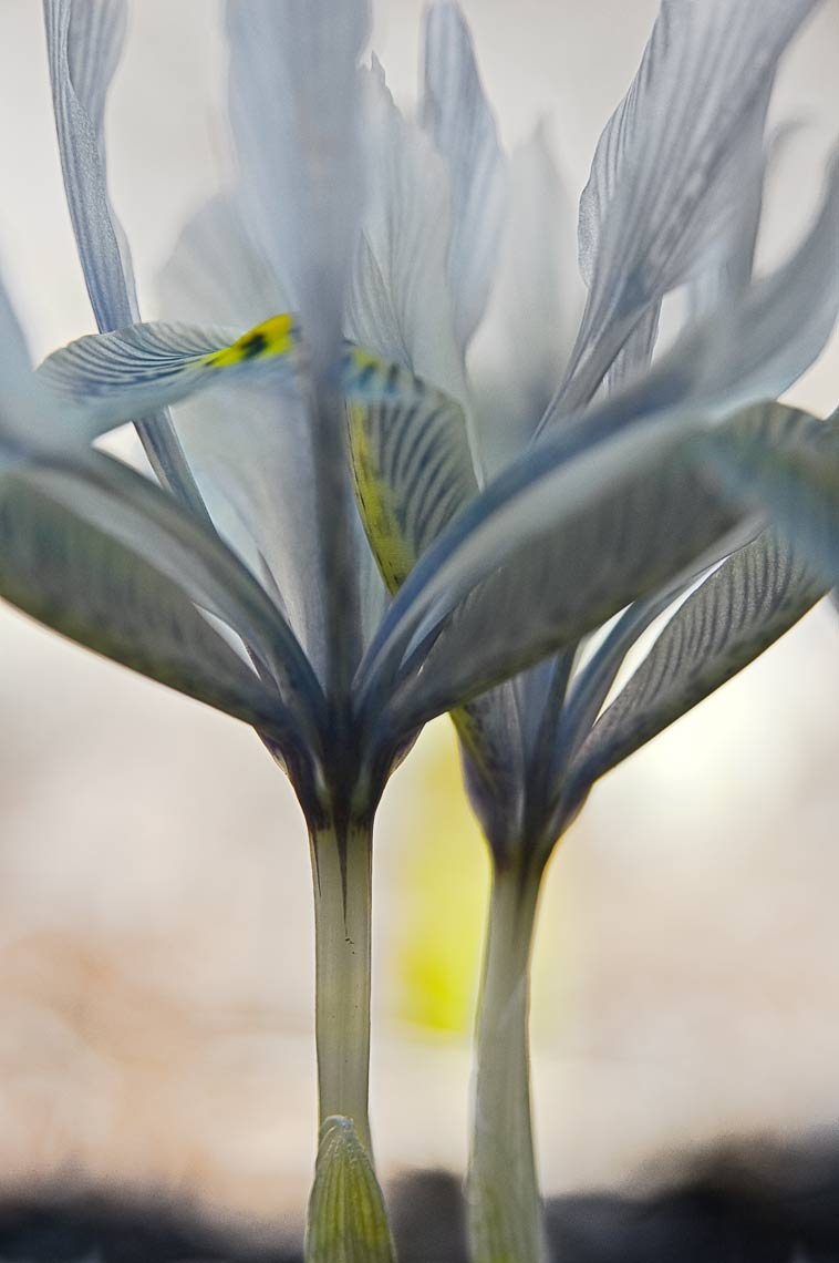 David Lebe; Two Irises, 2009, color photograph