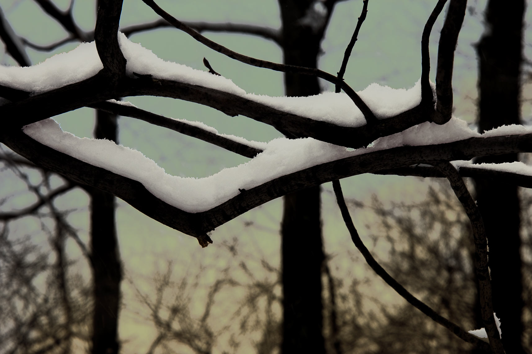 David Lebe; Winter Branches, 2005, color photograph