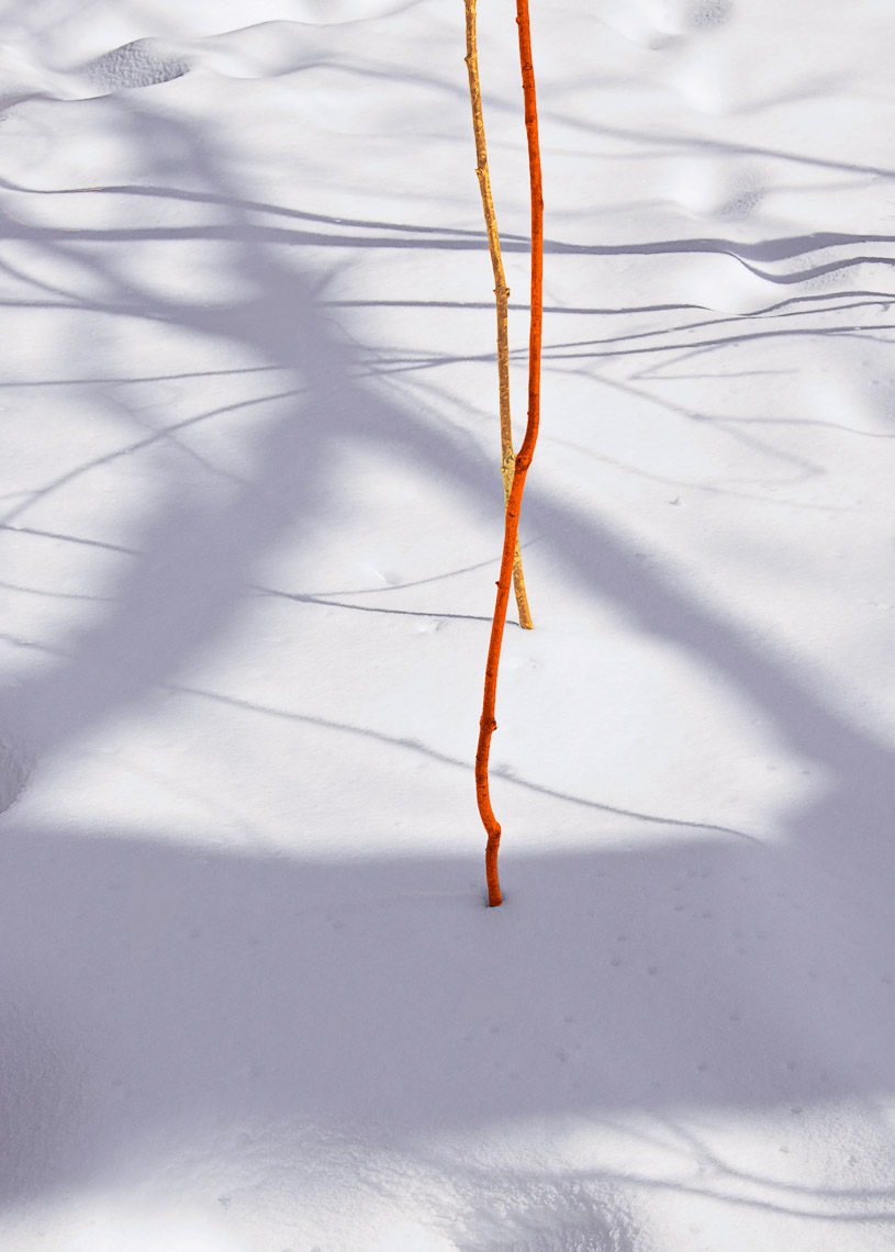 David Lebe; Winter Saplings, 2005, color photograph