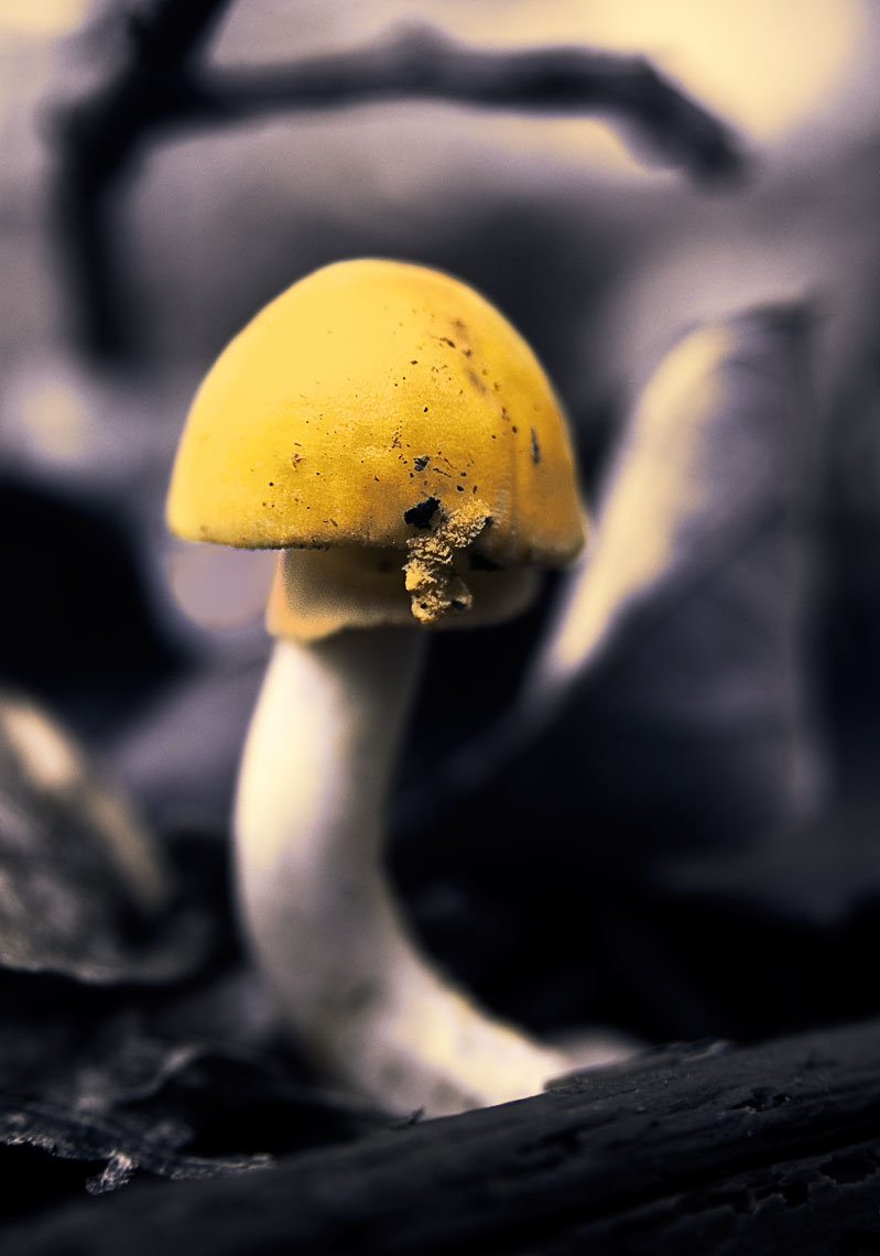 David Lebe; Yellow Mushroom 1, 2006, color photograph